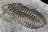 Long Eldredgeops Trilobite - Paulding, Ohio #85556-3